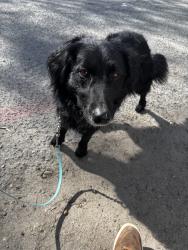 Found/Stray Male Dog last seen N 6th and 17 ave N, Payette, ID 83661