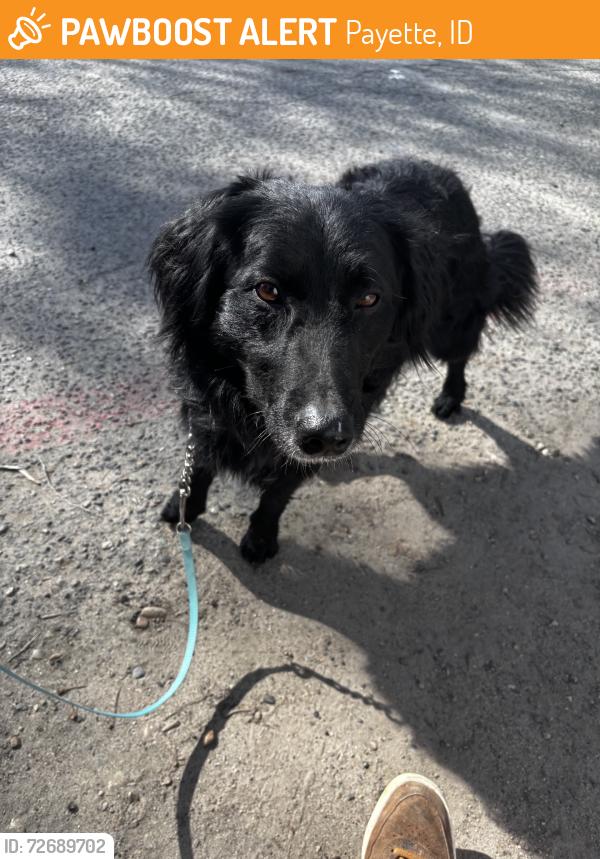 Found/Stray Male Dog last seen N 6th and 17 ave N, Payette, ID 83661