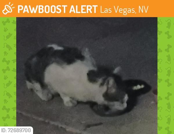 Found/Stray Unknown Cat last seen Cheyenne & Miramar, Las Vegas, NV 89101