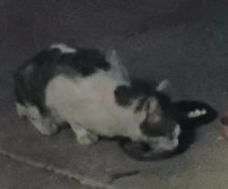 Found/Stray Unknown Cat last seen Cheyenne & Miramar, Las Vegas, NV 89101