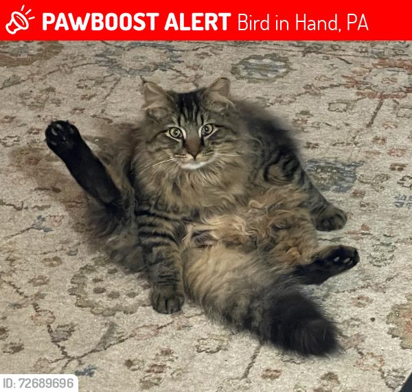 Lost Male Cat last seen Old Philadelphia Pike and Ronks Rd, Bird in Hand, PA 17505