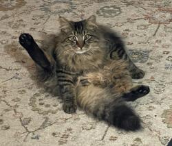 Lost Male Cat last seen Old Philadelphia Pike and Ronks Rd, Bird in Hand, PA 17505