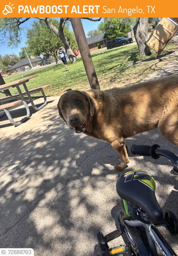 Found/Stray Male Dog last seen Meadow creek park, San Angelo, TX 76904