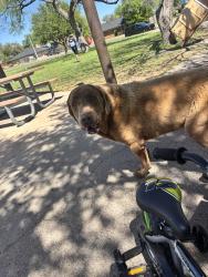 Found/Stray Male Dog last seen Meadow creek park, San Angelo, TX 76904