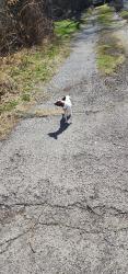 Found/Stray Unknown Dog last seen center Ave and hazelwood, Emsworth, PA 15136