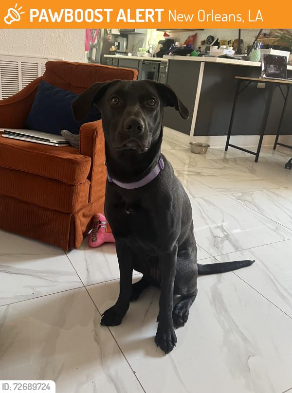 Found/Stray Female Dog last seen Clouet St @ Villere St , New Orleans, LA 70117