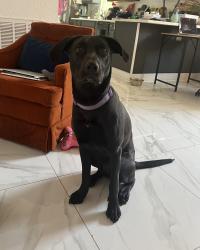 Found/Stray Female Dog last seen Clouet St @ Villere St , New Orleans, LA 70117