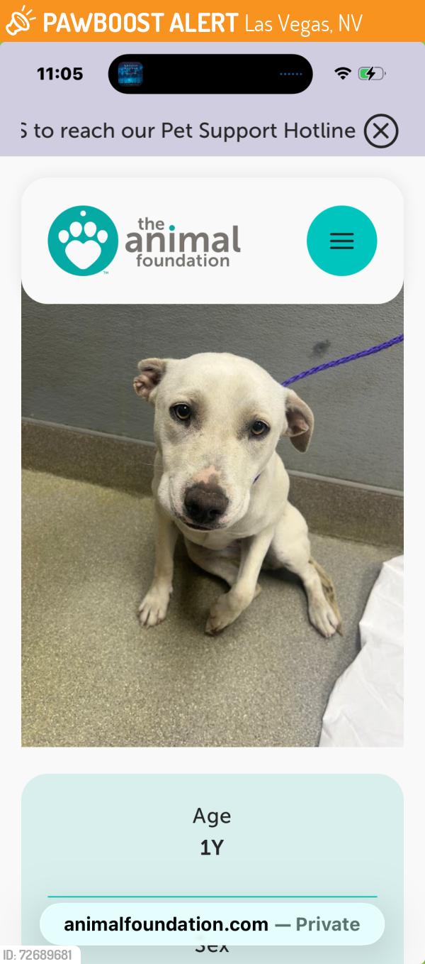 Found/Stray Female Dog last seen Hualapai in Town Center, Drive, Las Vegas, NV 89144