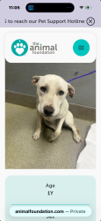 Found/Stray Female Dog last seen Hualapai in Town Center, Drive, Las Vegas, NV 89144