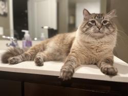 Lost Male Cat last seen NW Hill, NW 23rd St, McMinnville, OR 97128