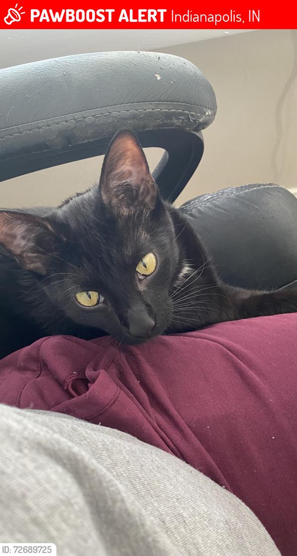 Lost Male Cat last seen Mariwood and Raceway, Indianapolis, IN 46234