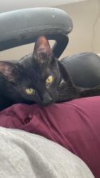 Lost Male Cat last seen Mariwood and Raceway, Indianapolis, IN 46234