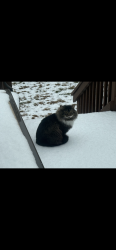 Lost Male Cat last seen Fenwick drive , Ashburn, VA 20147