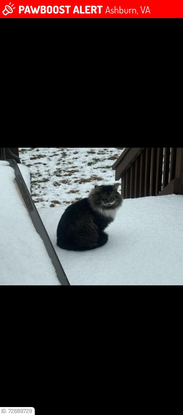 Lost Male Cat last seen Fenwick drive , Ashburn, VA 20147