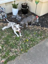 Found/Stray Unknown Dog last seen Queensbury ave, Memphis, TN 38108