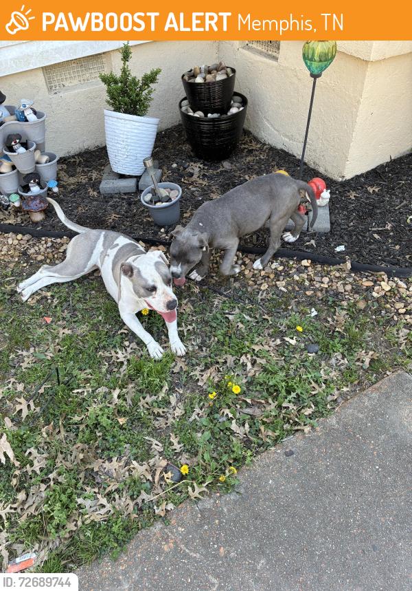Found/Stray Unknown Dog last seen Queensbury ave, Memphis, TN 38108