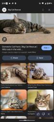 Lost Female Cat last seen Lakeland fl, Lakeland, FL 33805
