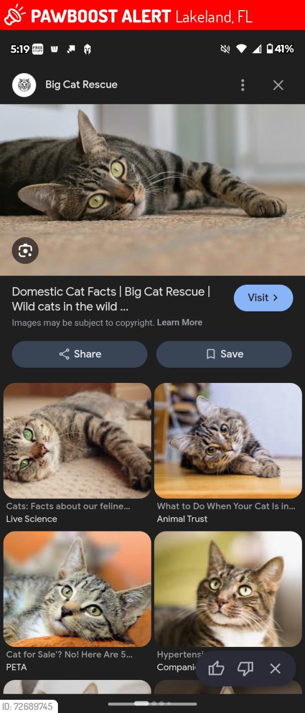 Lost Female Cat last seen Lakeland fl, Lakeland, FL 33805