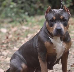 Lost Male Dog last seen Near foodlion, Richmond, VA 23227