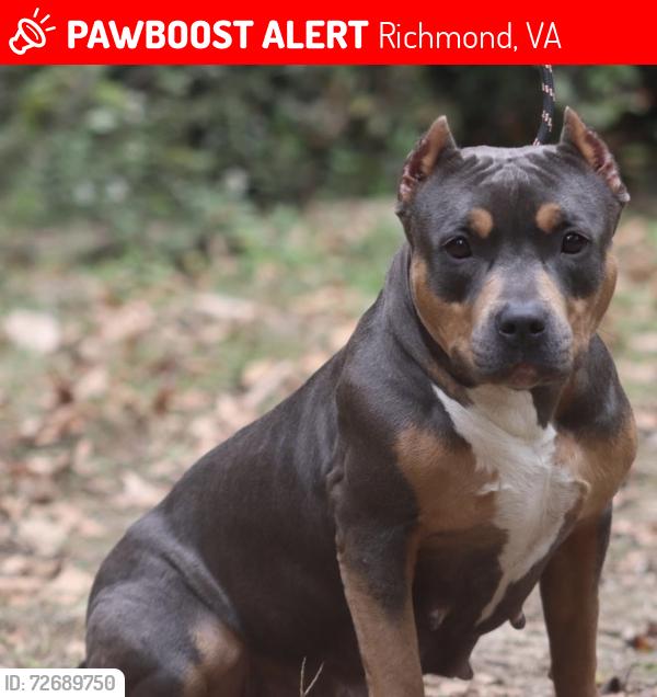 Lost Male Dog last seen Near foodlion, Richmond, VA 23227