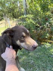 Found/Stray Male Dog last seen Gulf middle school , New Port Richey, FL 34653