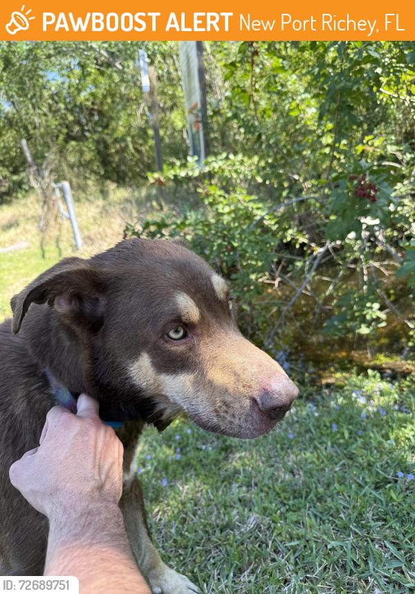 Found/Stray Male Dog last seen Gulf middle school , New Port Richey, FL 34653