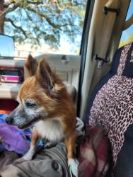 Found/Stray Female Dog last seen W str and Jackson Str in Pensacola , West Pensacola, FL 32505