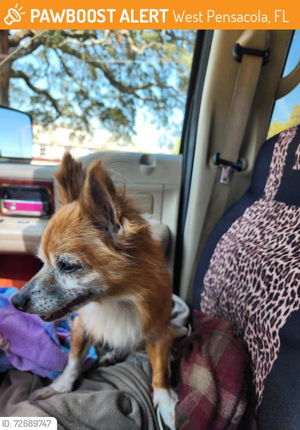 Found/Stray Female Dog last seen W str and Jackson Str in Pensacola , West Pensacola, FL 32505