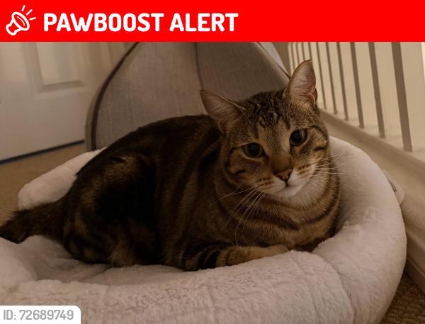 Lost Male Cat last seen Cathedral Pointe Ln, Eastern Goleta Valley, CA 93111