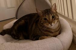 Lost Male Cat last seen Cathedral Pointe Ln, Eastern Goleta Valley, CA 93111