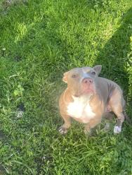 Lost Female Dog last seen Near Goodnight Cirlce, Haltom city, Haltom City, TX 76137