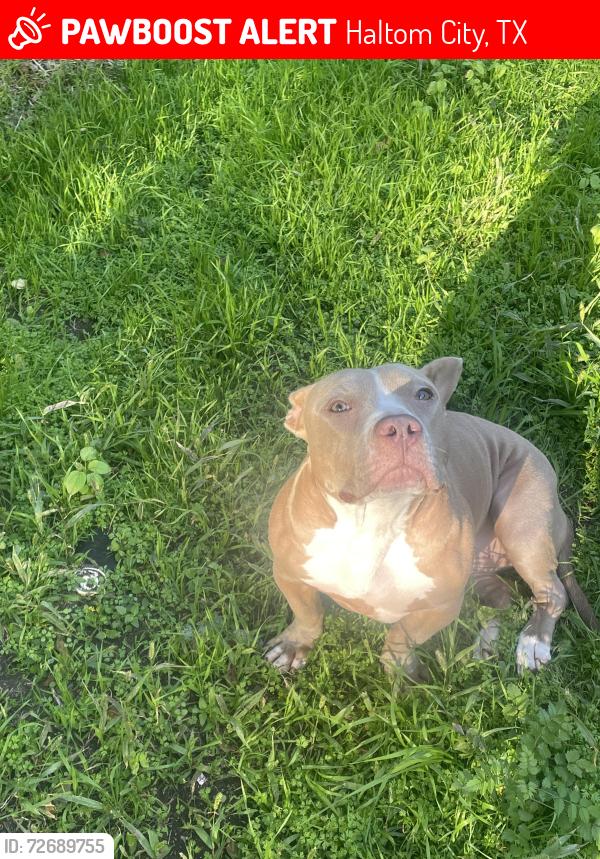 Lost Female Dog last seen Near Goodnight Cirlce, Haltom city, Haltom City, TX 76137