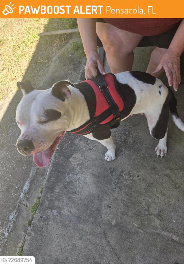 Found/Stray Female Dog last seen Green acres corner store on Johnson ave., Pensacola, FL 32514