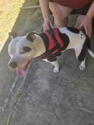 Found/Stray Female Dog last seen Green acres corner store on Johnson ave., Pensacola, FL 32514