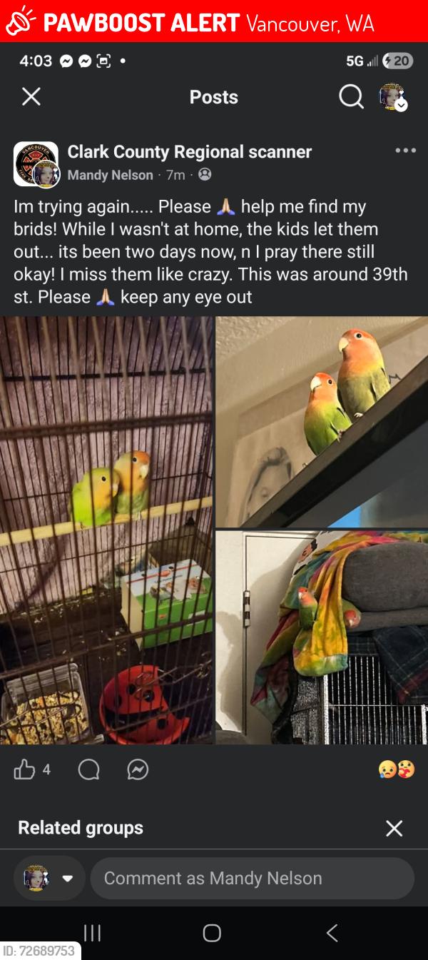 Lost Unknown Bird last seen W 38th st , Vancouver, WA 98660