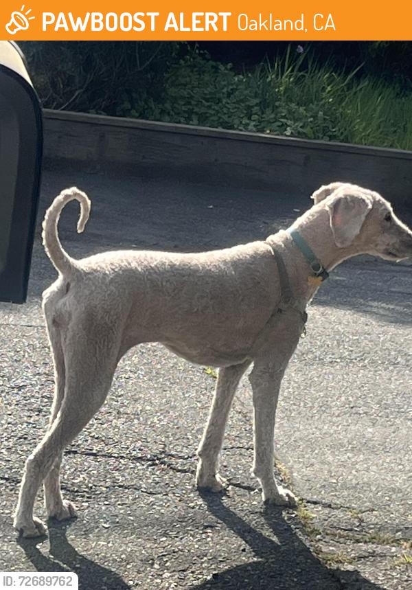 Found/Stray Female Dog last seen Amy , Oakland, CA 94611