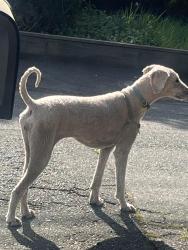 Found/Stray Female Dog last seen Amy , Oakland, CA 94611