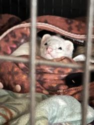 Lost Female Ferret last seen Rockwell Avenue & Arlonne Drive , Catonsville, MD 21228