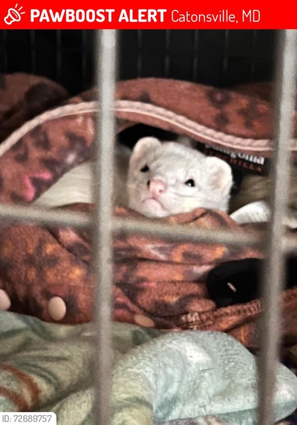 Lost Female Ferret last seen Rockwell Avenue & Arlonne Drive , Catonsville, MD 21228