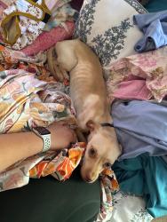 Found/Stray Female Dog last seen N lina ct, Conroe, TX 77301