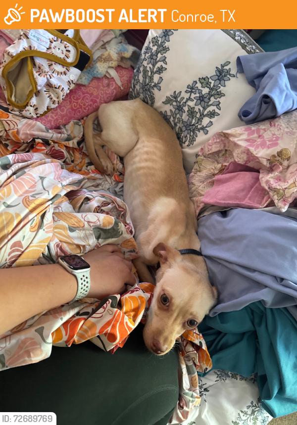 Found/Stray Female Dog last seen N lina ct, Conroe, TX 77301