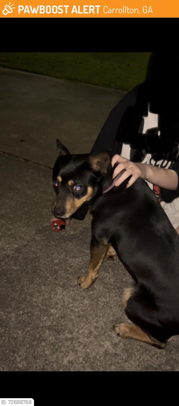 Found/Stray Female Dog last seen S Hill St, Carrollton, GA 30117
