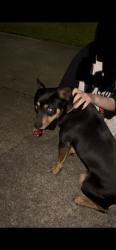 Found/Stray Female Dog last seen S Hill St, Carrollton, GA 30117