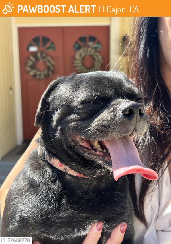 Found/Stray Male Dog last seen Souvenir & Lily Ave , El Cajon, CA 92021