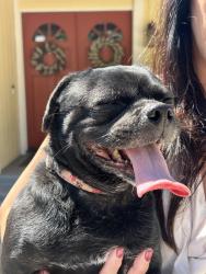 Found/Stray Male Dog last seen Souvenir & Lily Ave , El Cajon, CA 92021