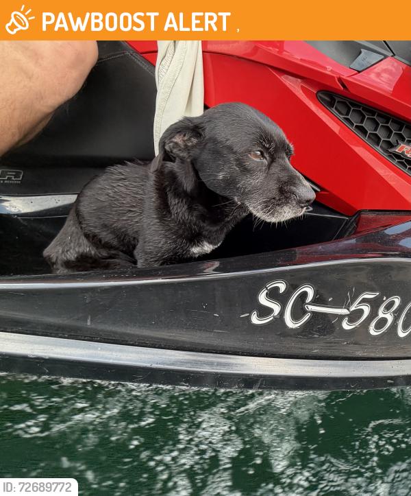 Found/Stray Unknown Dog last seen Lake jocassee devils fork park , Salem, SC 29676