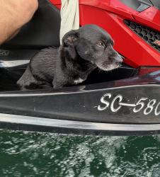 Found/Stray Unknown Dog last seen Lake jocassee devils fork park , Salem, SC 29676