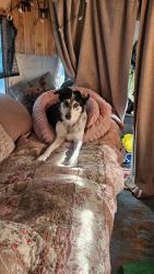 Lost Female Dog last seen Kipling and Horner, Toronto, ON M8Z 5E7