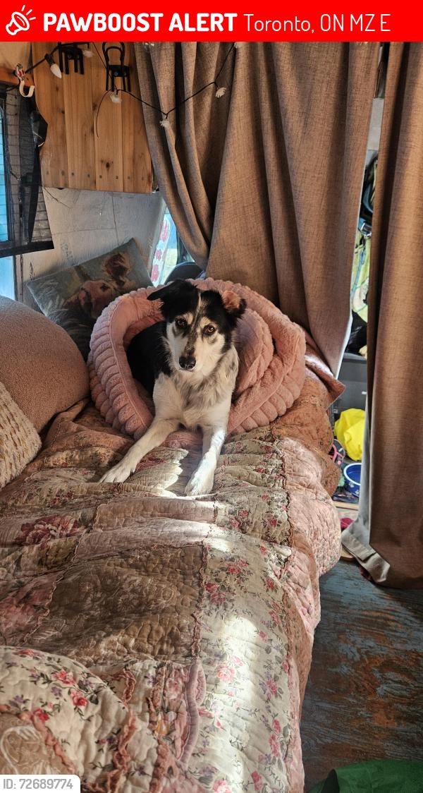 Lost Female Dog last seen Kipling and Horner, Toronto, ON M8Z 5E7