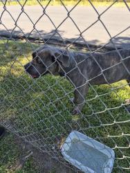 Found/Stray Female Dog last seen Iowa and Center Street, Riverside, CA 92507